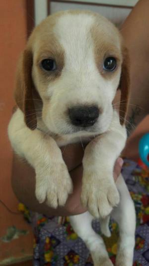 Beagle