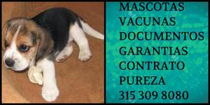 Beagle Bi Cachorro Pureza Certificado Vacunas Documentos