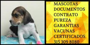Beagle Bicachorros Tradicional vacunas Pureza certificado
