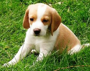 Beagle Limon Y Tricolor Garantizados