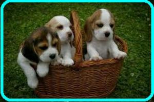 Beagles Cachorritos en Venta•