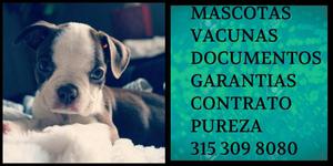 Boston terrier Cachorro de la raza Vacunas Pureza Garantia