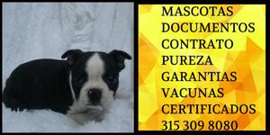 Boston terrier Garantia Pureza Certificado Vacunas