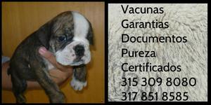 Bulldog raza Cachorro Pureza Certificado Pureza Garantia