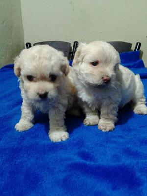 CACHORROS FRENCH POODLE