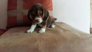 Cachorrita Beagle Ingles