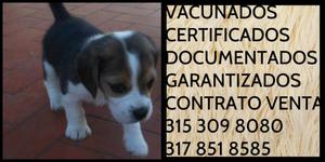 Cachorro Beagle raza Tradicional vacunas certificados Docs