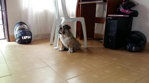 Cachorro Bulldog Ingles