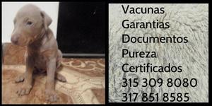 Cachorro Dobermann raza Rojo Garantia Vacunas Documentos