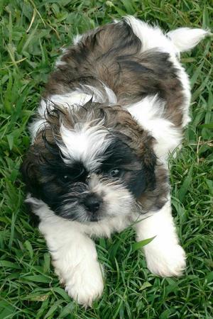 Cachorro Shihtzu