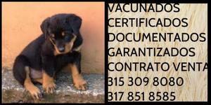 Cachorro de la raza Rottweiler Garantia Documentos Pureza