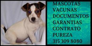 Cachorro de la raza Vacunas Garantia Documentos Certificado