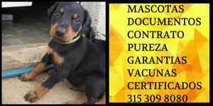 Cachorro dobermann Pureza Garantia certificado Vacunas