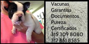 Cachorro raza Bulldog French vaquita Pureza Garantia docs