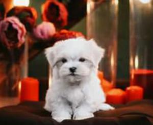 Cachorros Bichon Maltes