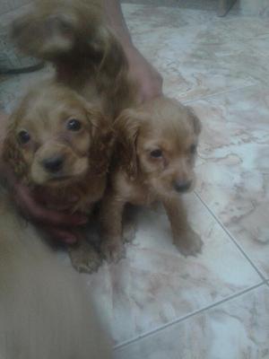 Cachorros Cocker Spaniel