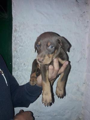 Cachorros Doberman