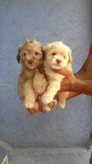 Cachorros French Poodle