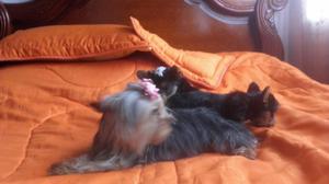 Cachorros Yorkie Terrer