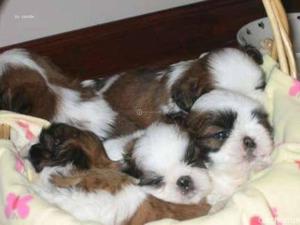 Cachorros shihtzu