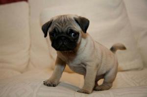 Color Caramelo Hermosos Pug