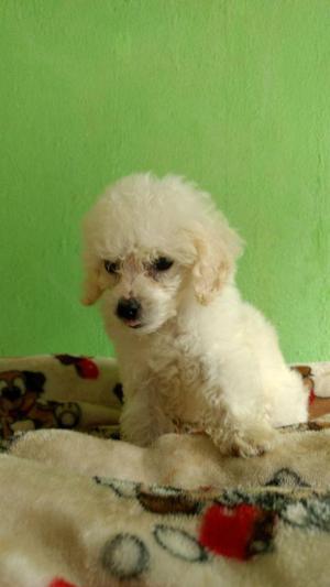Disponible French poodle minitoy Wss 