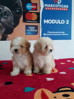 Disponibles Cachorritos Mini Toy