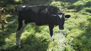 Disponibles Novillas Holstein Premiadas