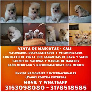 En Venta Mascotas Finas De Raza Pomerania