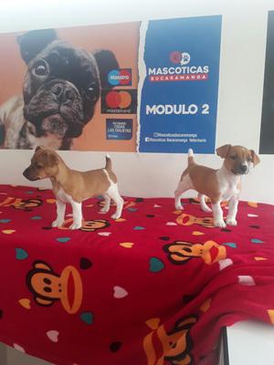 Espectaculares Jack Russell Terriers