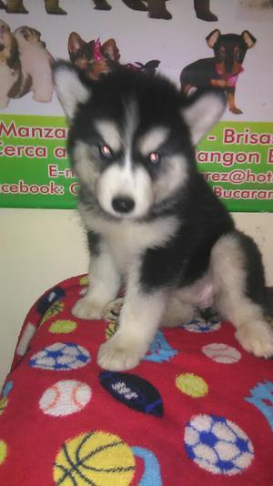 Fotos Originales Hermosa Husky Siberiana