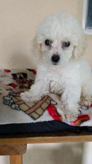 French poodle Disponibles minitoy Wss 