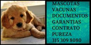 Golden cachorro raza Garantia Pureza Certificado Vacunas