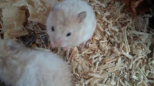 Hamster a La Venta