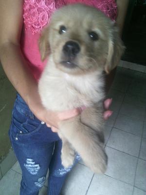 Hemosa Cachorrita Golden Retreivel