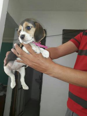 Hermosa Beagle Tricolor