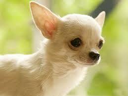 Hermosa Hembra Chihuahua De Manto Largo...!!!