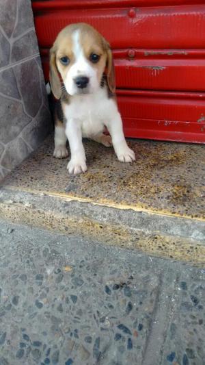 Hermosas Beagle Tricolor de 2 Meses