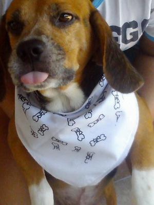 Hermoso Beagle Busca Novia