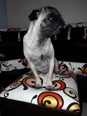 Hermoso Pug 6 Meses