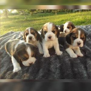 Hermosos Beagle Minis