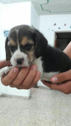 Hermosos Cachorros Beagle Tri Color