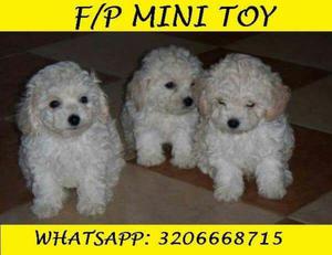 Hermosos Cachorros Mini Toy