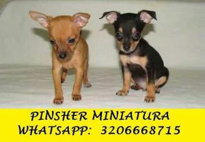Hermosos Cachorros Pinsher Miniatura