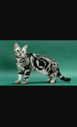 Hermosos Gatos American Shorthair