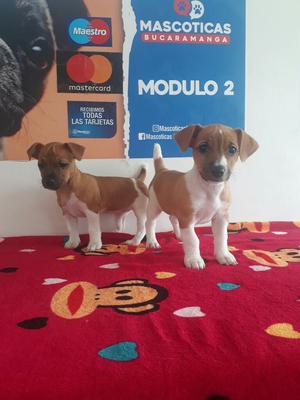Hermosos Jack Russell Terriers