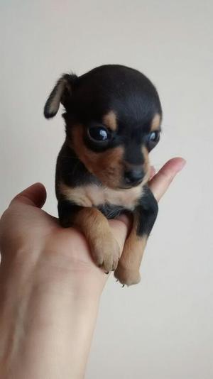 Hermosos Pinscher Miniatura