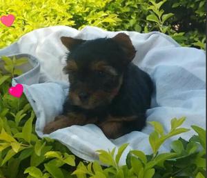 Hermosos Y Adorables Yorkshire Terrier