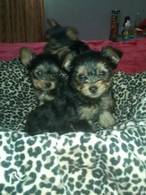 Hermosos Yokies Terrier para La Venta