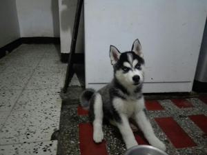 Husky